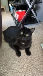 Lost Male Cat last seen Camelot Manor, Skipton Dr SW, Grand Rapids, MI 49548