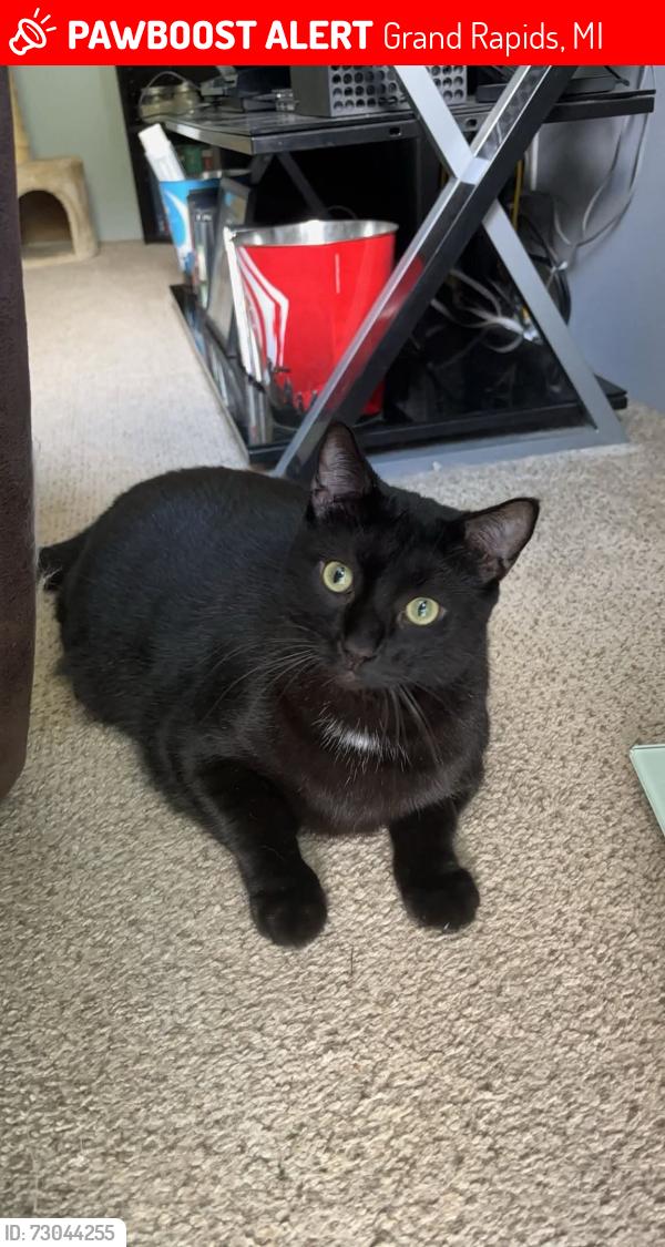 Lost Male Cat last seen Camelot Manor, Skipton Dr SW, Grand Rapids, MI 49548