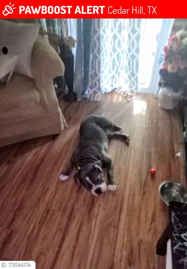 Lost Male Dog last seen Neptune and Capricorn , Cedar Hill, TX 75104
