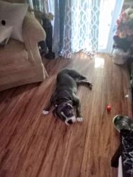 Lost Male Dog last seen Neptune and Capricorn , Cedar Hill, TX 75104