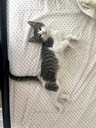 Lost Male Cat last seen 21st/Damen, Chicago, IL 60608