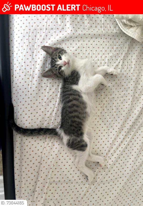 Lost Male Cat last seen 21st/Damen, Chicago, IL 60608