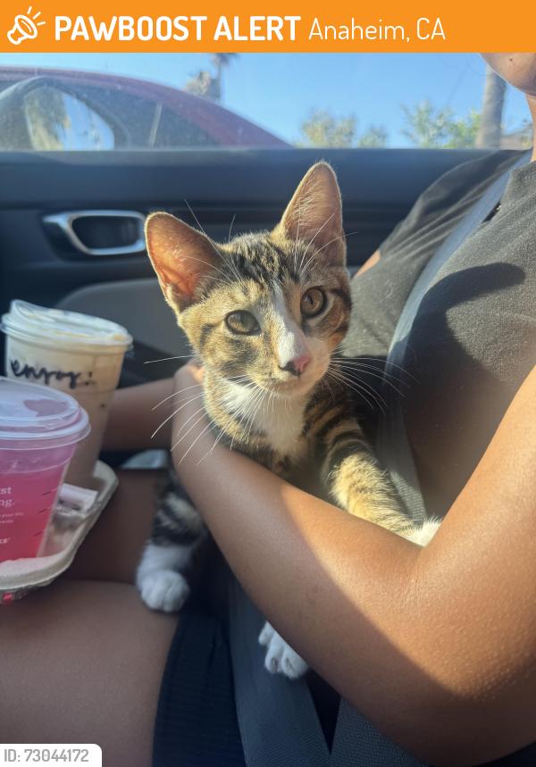 Found/Stray Male Cat last seen Near N State College Blvd Anaheim, CA  92806 United States , Anaheim, CA 92806