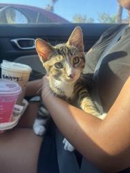 Found/Stray Male Cat last seen Near N State College Blvd Anaheim, CA  92806 United States , Anaheim, CA 92806