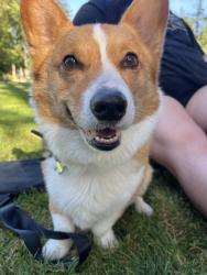 Lost Male Dog last seen griffin oaks park, Hillsboro, OR 97124