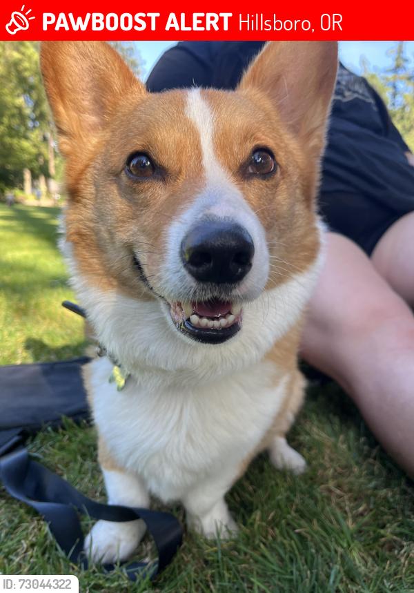 Lost Male Dog last seen griffin oaks park, Hillsboro, OR 97124