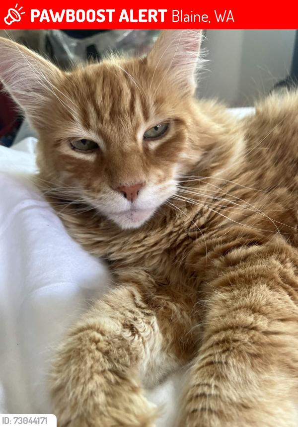 Lost Male Cat last seen Adele, Blaine, WA 98230