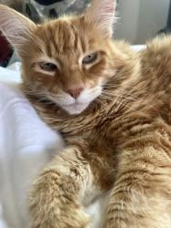 Lost Male Cat last seen Adele, Blaine, WA 98230