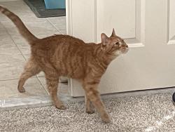 Reunited Male Cat last seen Chartered creek Pl and Coton Commons, Lansdowne, VA 20176