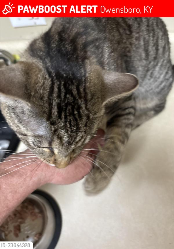 Lost Male Cat last seen Southtown and Carter rd., Owensboro, KY 42303