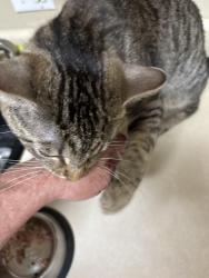 Lost Male Cat last seen Southtown and Carter rd., Owensboro, KY 42303