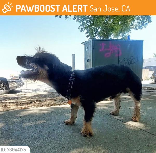 Found/Stray Male Dog last seen San Ignacio and Via Del Oro, San Jose, CA 95119