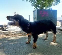 Found/Stray Male Dog last seen San Ignacio and Via Del Oro, San Jose, CA 95119