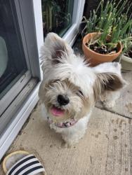 Reunited Female Dog last seen Wesnesbury Blvd/North Tryon, Charlotte, NC 28262