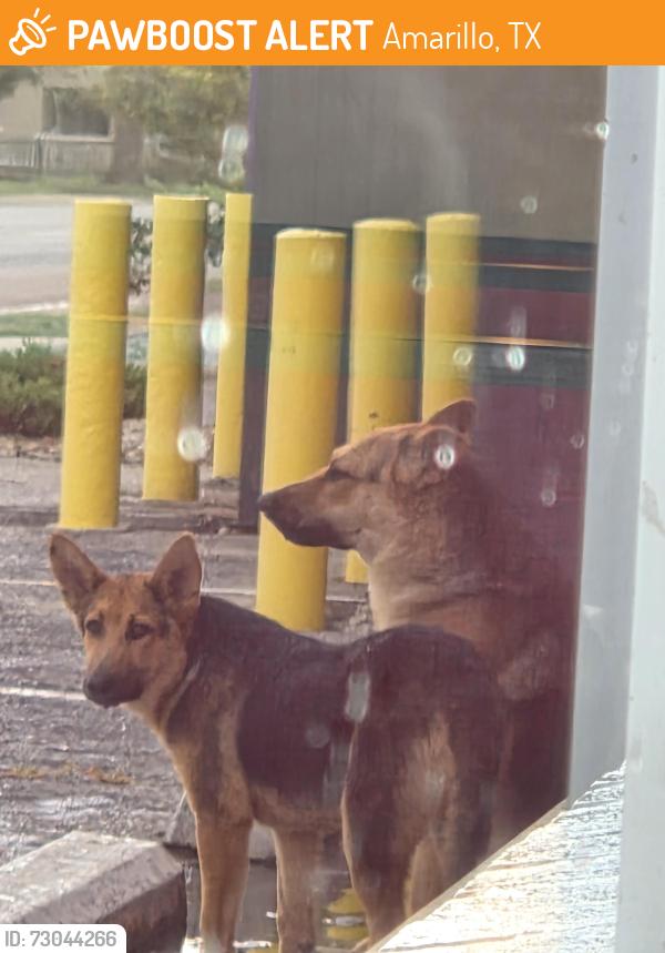 Found/Stray Unknown Dog last seen KFC @ Amarillo Blvd and Pierce, Amarillo, TX 79107
