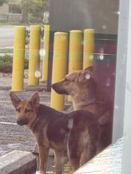 Found/Stray Unknown Dog last seen KFC @ Amarillo Blvd and Pierce, Amarillo, TX 79107