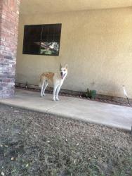 Found/Stray Male Dog last seen Shepherd and maple, Fresno, CA 93720