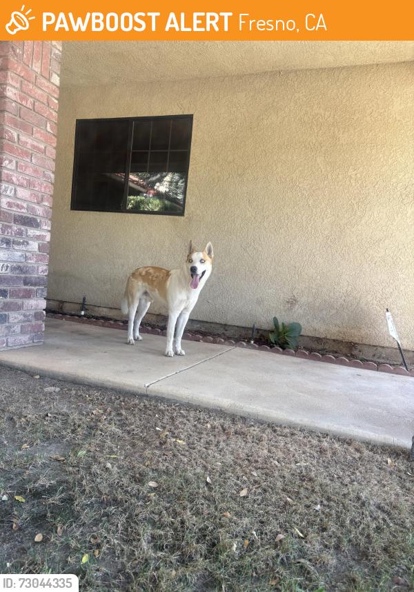 Found/Stray Male Dog last seen Shepherd and maple, Fresno, CA 93720