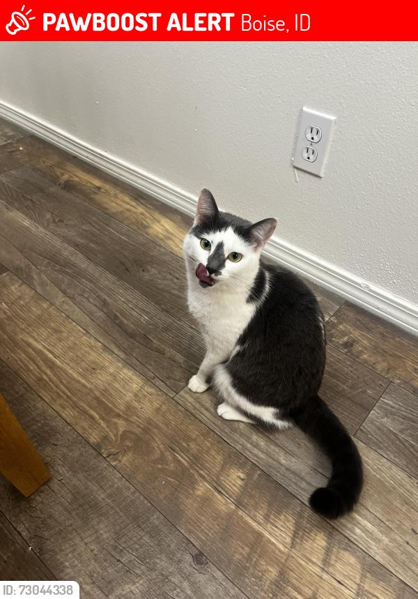 Lost Female Cat last seen Federal Way and Amity Rd. Boise Idaho, Boise, ID 83716