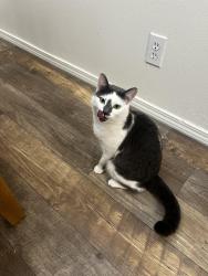 Lost Female Cat last seen Federal Way and Amity Rd. Boise Idaho, Boise, ID 83716