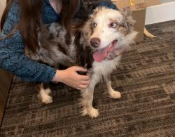 Found/Stray Female Dog last seen Avondale-Haslet Road & 287, Haslet, TX 76052
