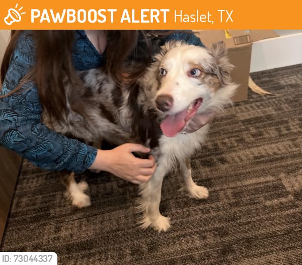 Found/Stray Female Dog last seen Avondale-Haslet Road & 287, Haslet, TX 76052