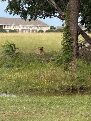 Found/Stray Unknown Dog last seen Devore headed into Brookhaven West, Oklahoma City, OK 73162