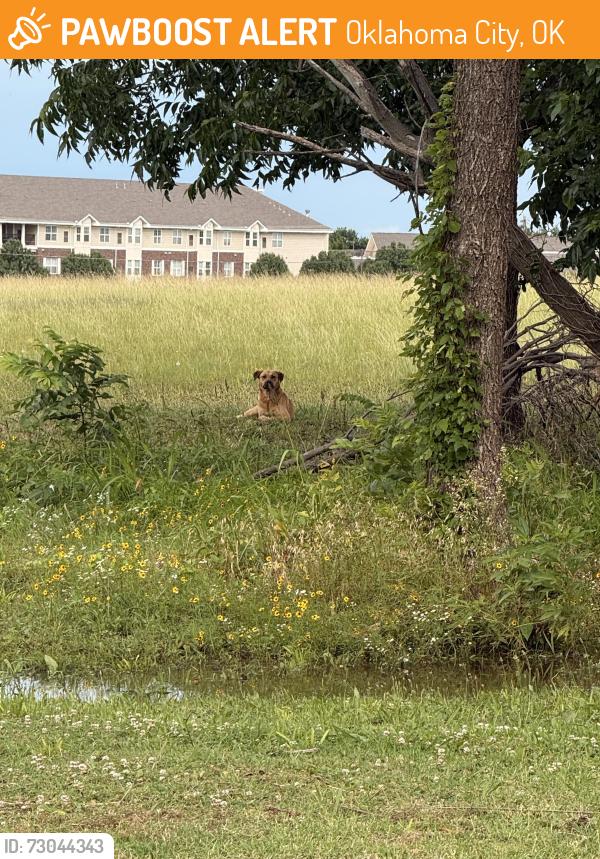 Found/Stray Unknown Dog last seen Devore headed into Brookhaven West, Oklahoma City, OK 73162
