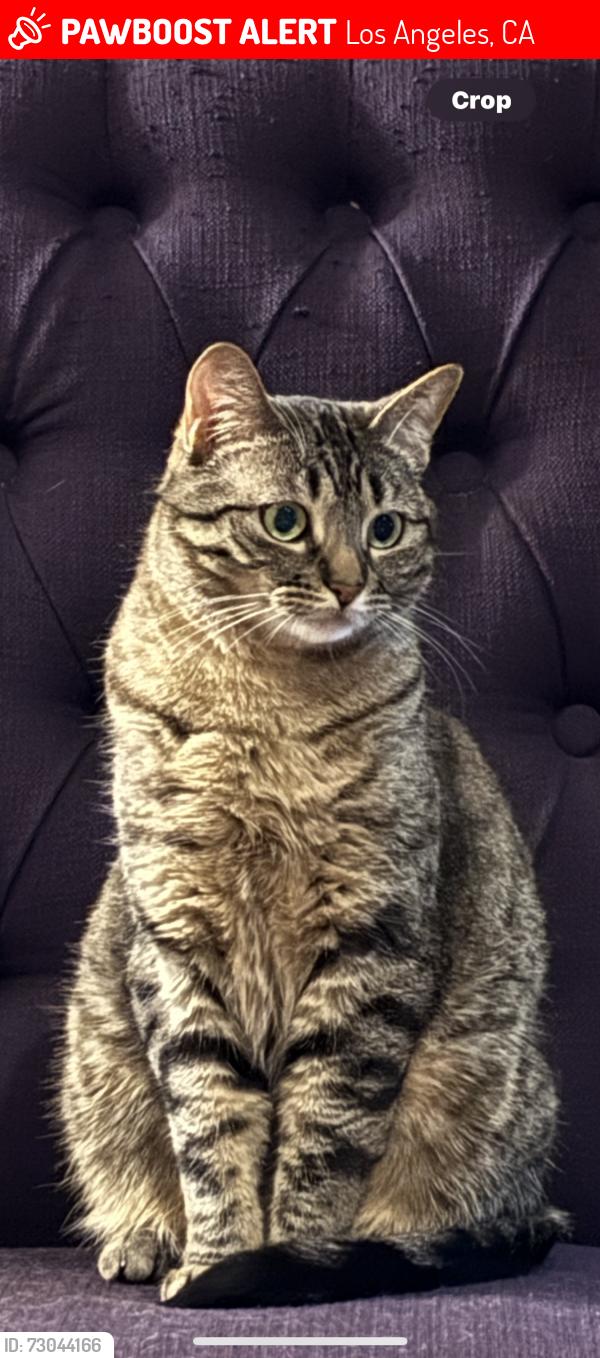 Lost Male Cat last seen In Sherman Oaks hills corner Summerfield and Knob Hill, Los Angeles, CA 91423