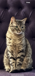 Lost Male Cat last seen In Sherman Oaks hills corner Summerfield and Knob Hill, Los Angeles, CA 91423