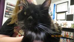 Lost Male Cat last seen Deforestation and Black Pine, Grove City, OH 43123