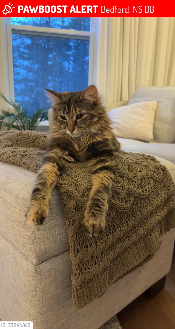 Lost Female Cat last seen Larry Uteck, Bedford, NS B4B