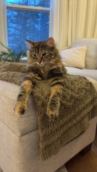 Lost Female Cat last seen Larry Uteck, Bedford, NS B4B