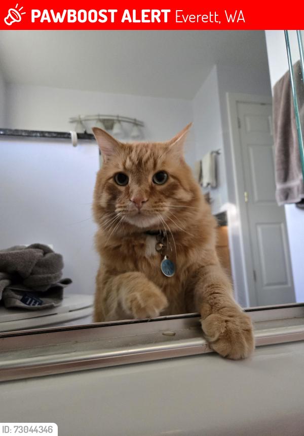 Lost Male Cat last seen W Mukilteo Blvd and Seahurst , Everett, WA 98203