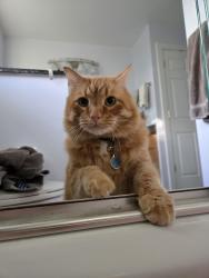 Lost Male Cat last seen W Mukilteo Blvd and Seahurst , Everett, WA 98203