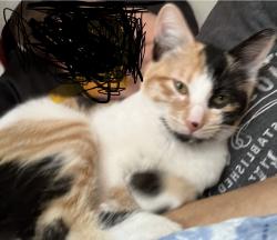 Lost Female Cat last seen E Ansley Blvd, San Antonio, TX 78221