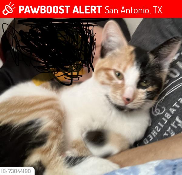 Lost Female Cat last seen E Ansley Blvd, San Antonio, TX 78221