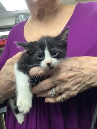 Shelter Stray Male Cat last seen Near Chauncery Pl, West District, TX, 355 Hillshire Dr, Haslet, TX 76052, USA
