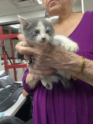 Shelter Stray Female Cat last seen Near Chauncery Pl, West District, TX, 355 Hillshire Dr, Haslet, TX 76052, USA