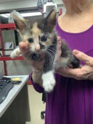 Shelter Stray Female Cat last seen Near Chauncery Pl, West District, TX, 355 Hillshire Dr, Haslet, TX 76052, USA