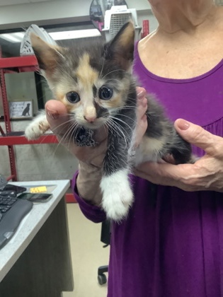 Shelter Stray Female Cat last seen Near Chauncery Pl, West District, TX, 355 Hillshire Dr, Haslet, TX 76052, USA