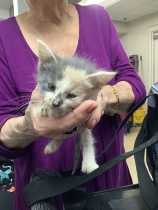 Shelter Stray Female Cat last seen Near Chauncery Pl, West District, TX, 355 Hillshire Dr, Haslet, TX 76052, USA