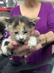 Shelter Stray Female Cat last seen Near Chauncery Pl, West District, TX, 355 Hillshire Dr, Haslet, TX 76052, USA
