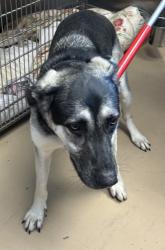 Shelter Stray Male Dog last seen Near Rockbridge Rd, Stone Mountain, GA 30083, 30083, GA, 3280 Chamblee Dunwoody Rd, Chamblee, GA 30341, USA