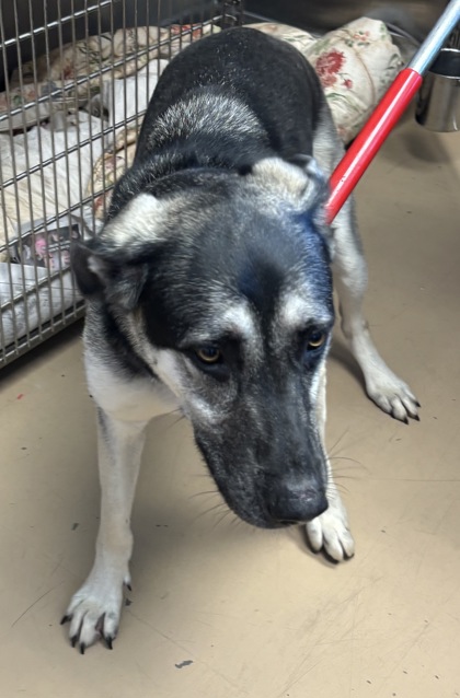 Shelter Stray Male Dog last seen Near Rockbridge Rd, Stone Mountain, GA 30083, 30083, GA, 3280 Chamblee Dunwoody Rd, Chamblee, GA 30341, USA