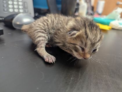 Shelter Stray Female Cat last seen Near Winters Chapel Road, Doraville 30360, 30360, GA, 3280 Chamblee Dunwoody Rd, Chamblee, GA 30341, USA