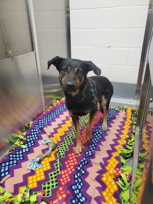Shelter Stray Male Dog last seen Whitley and Bear Creek, Keller, TX, 330 Rufe Snow Dr, Keller, TX 76248, USA