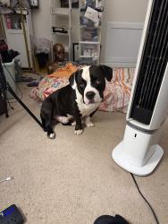 Lost Male Dog last seen Addy Lane, Stockbridge, GA 30281