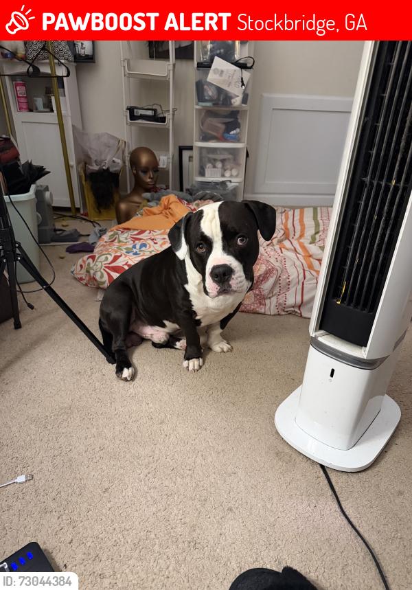 Lost Male Dog last seen Addy Lane, Stockbridge, GA 30281