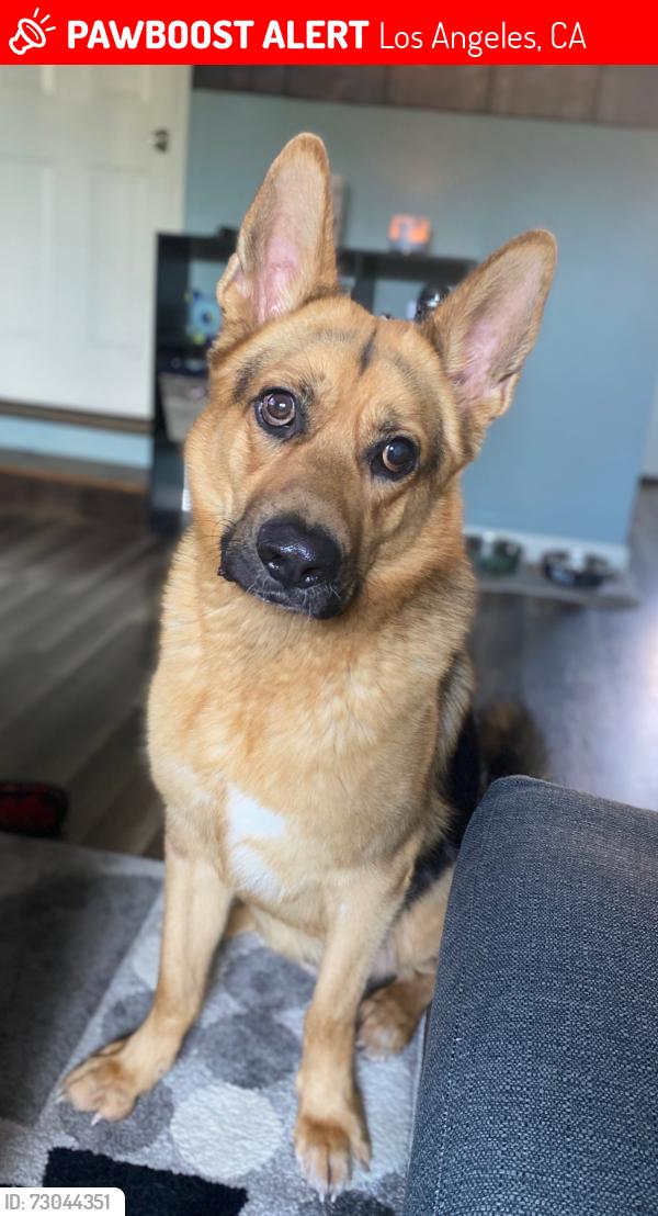 Lost Male Dog last seen polk & crest , Los Angeles, CA 91342